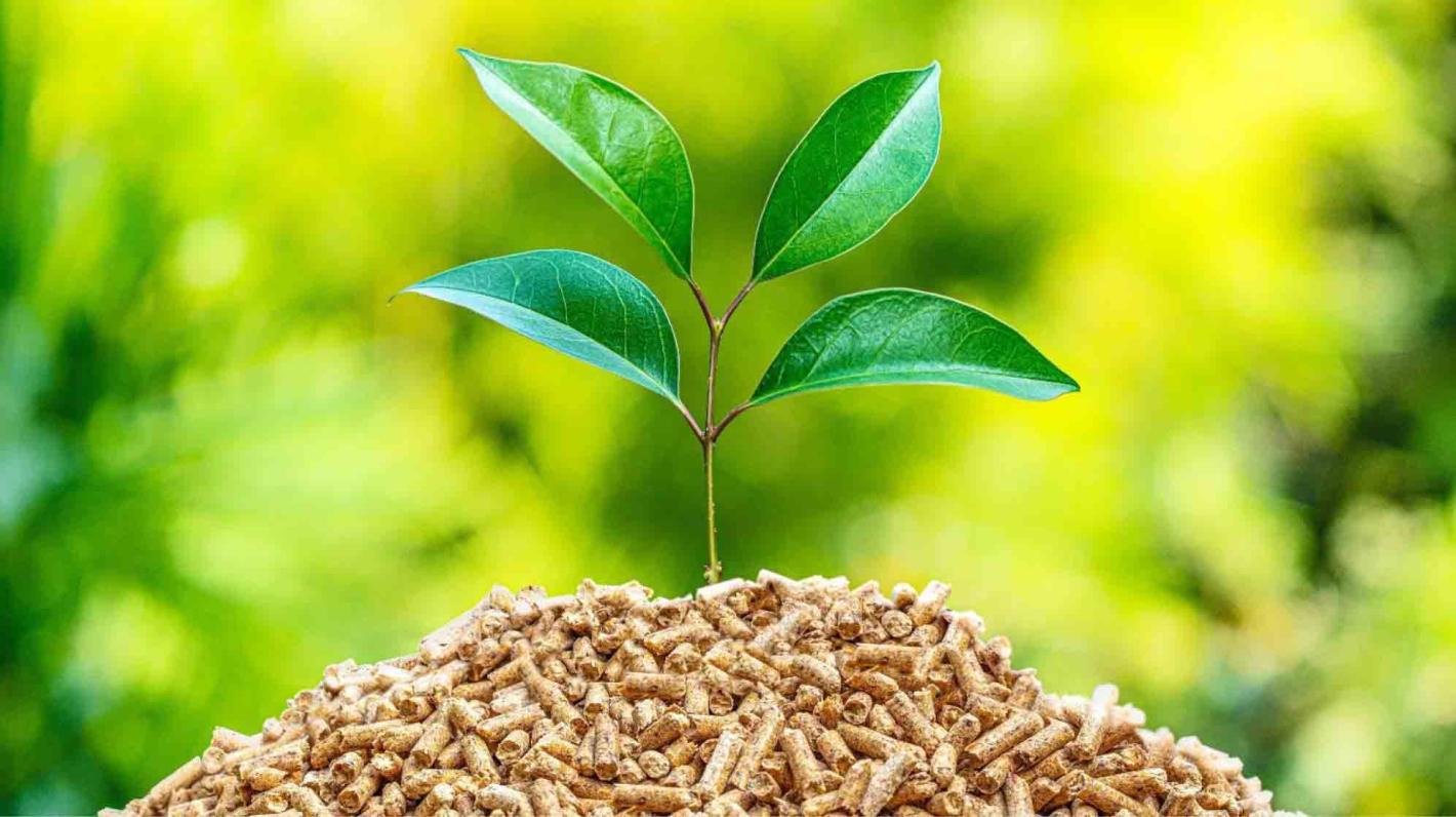 Is Biomass Energy A Cost-Effective Alternative To Traditional Energy Sources?